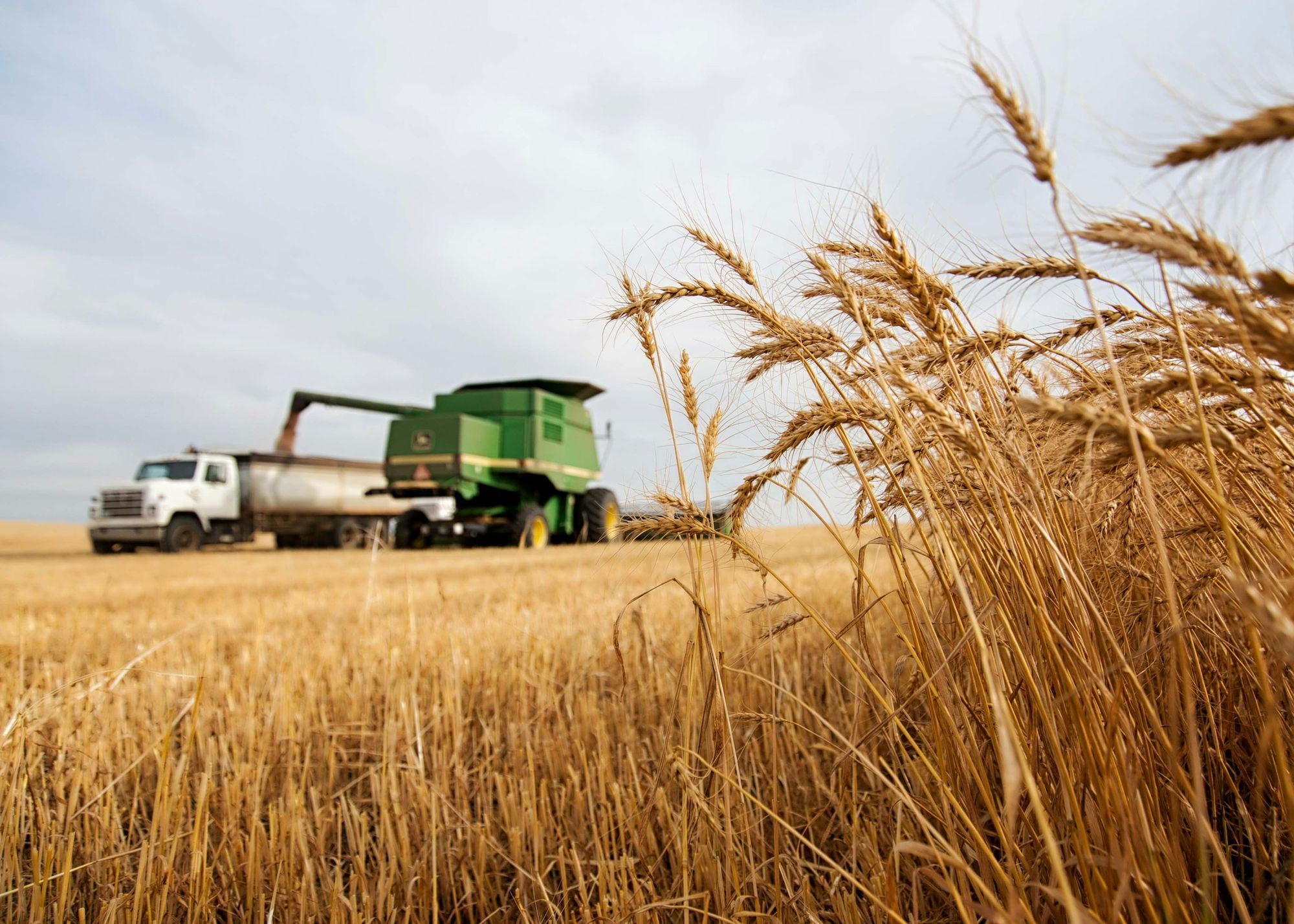 A combine unloading grain into a truck at the edge of a wheat field, wheat heads in the foreground.